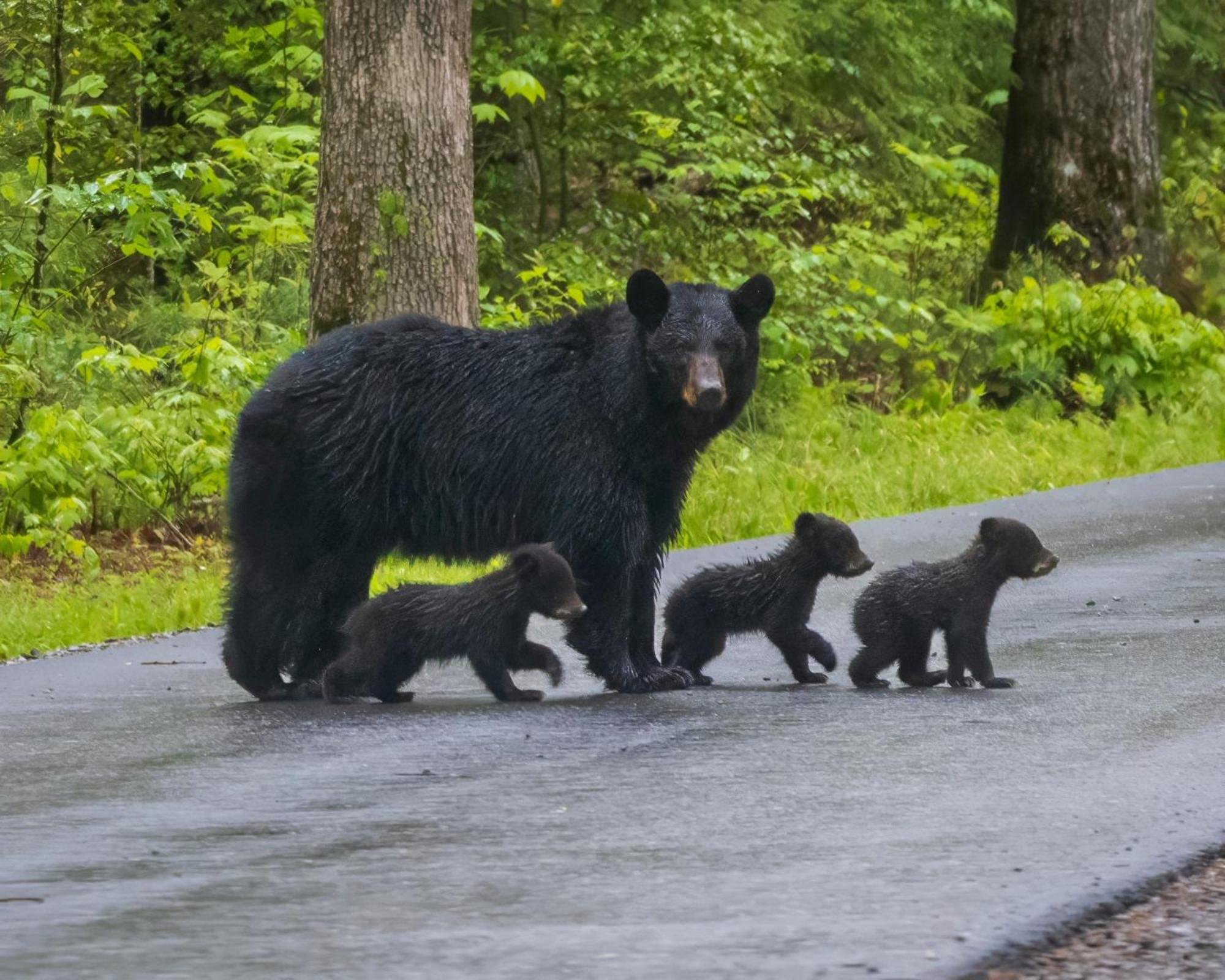 Time To Cuddle, Wifi, Near Pigeon Forge, 1089 Free Tickets Each Paid Day, Dollywood And More Екстериор снимка